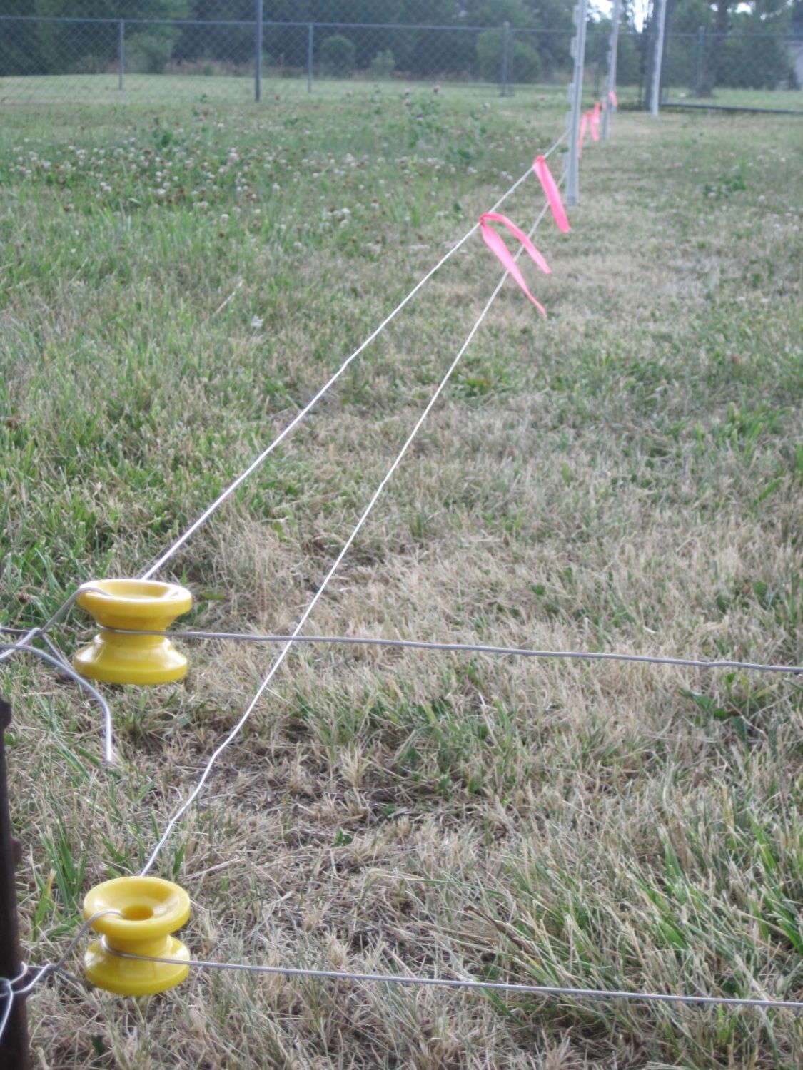 A Treatise on Electric Fences for Poultry BackYard Chickens