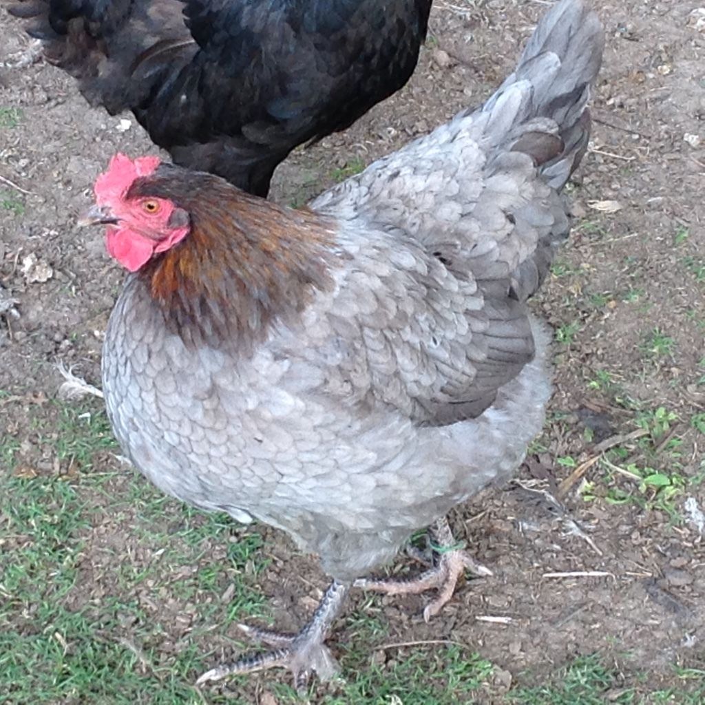 Blue Copper and Splash Copper Marans Discussion | Page 173 | BackYard