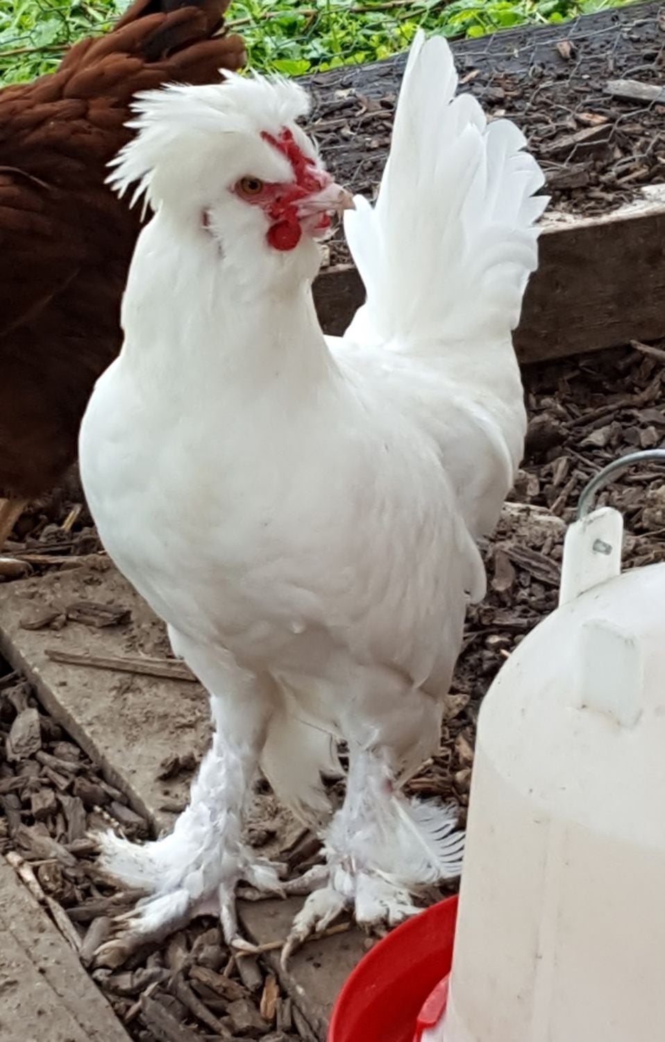 Sultan acting like a rooster BackYard Chickens Learn How to Raise