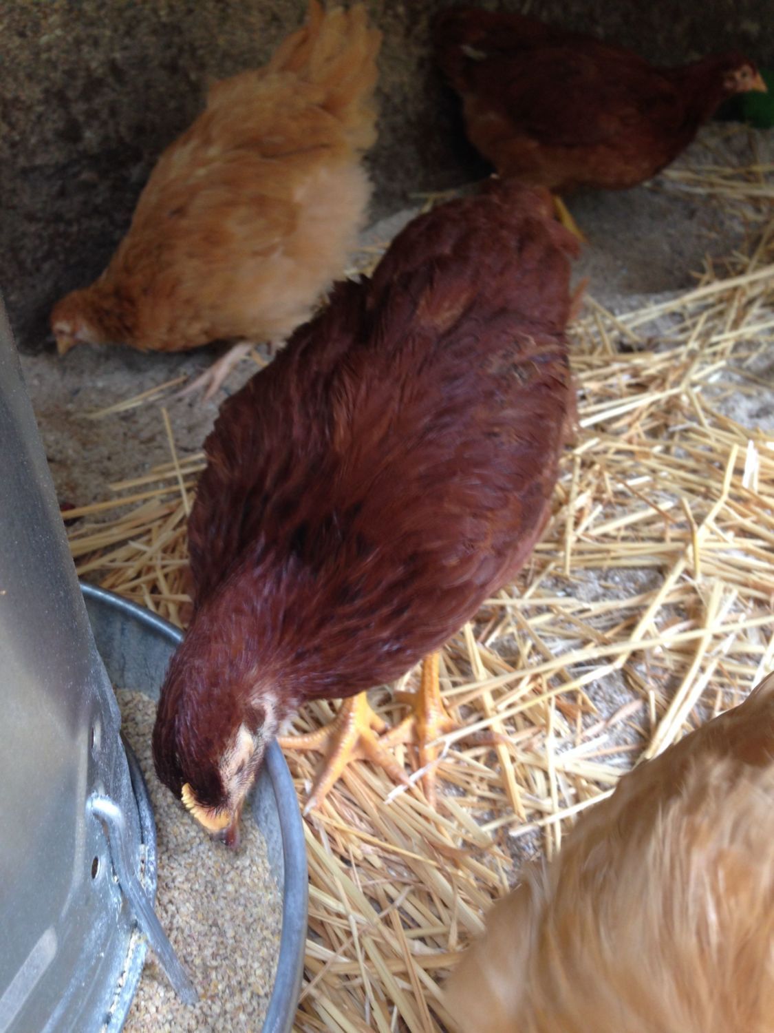 Rhode Island Red 5 6 Weeks Old Rooster Or Hen Backyard Chickens
