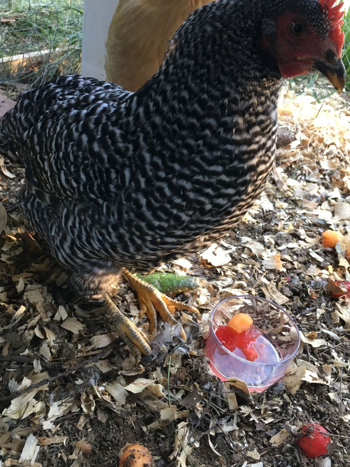 Hen walking on hocks. Don't know what to do. Please help!