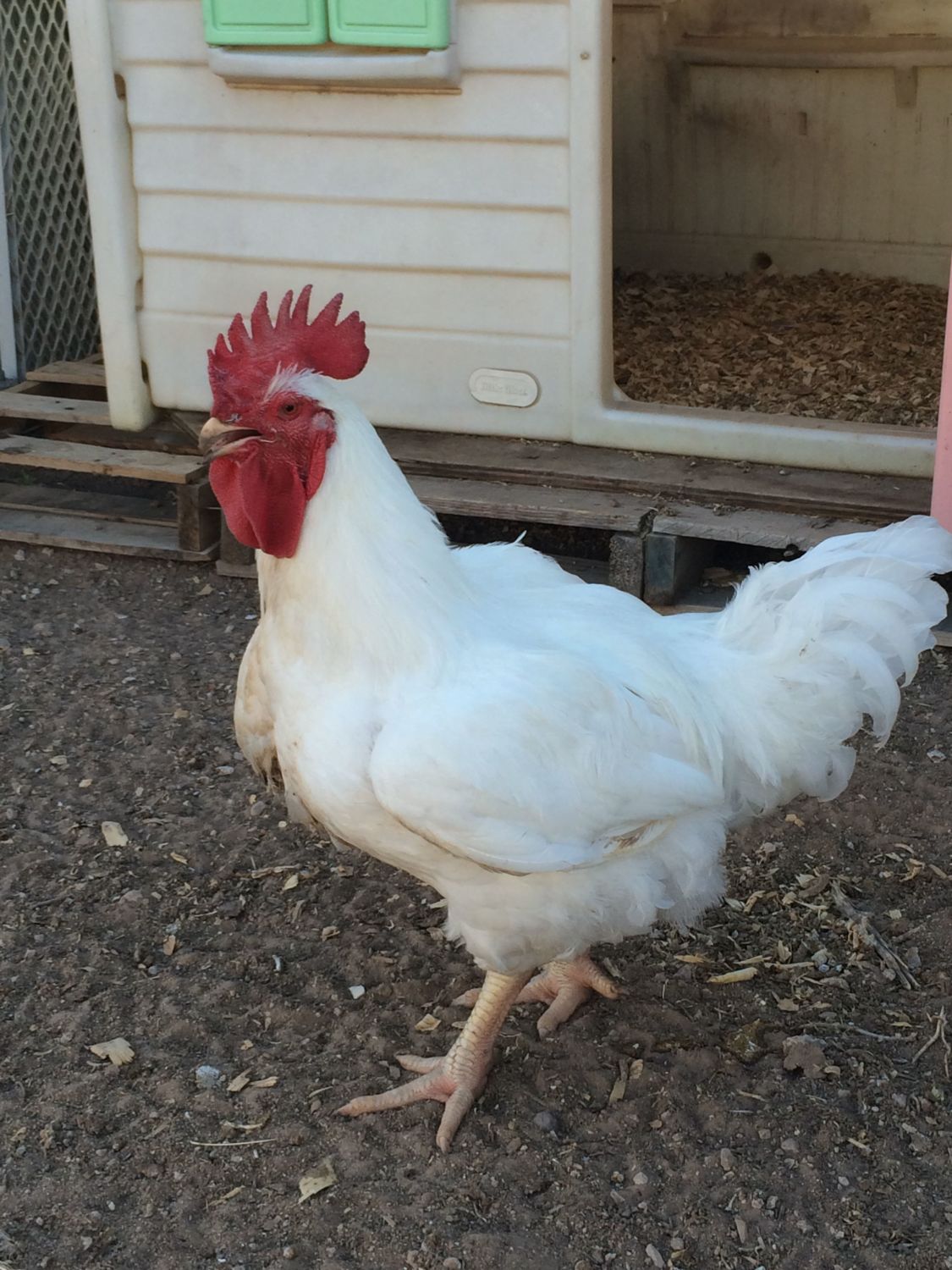 White leghorn suddenly laid a giant egg! Could it be a double