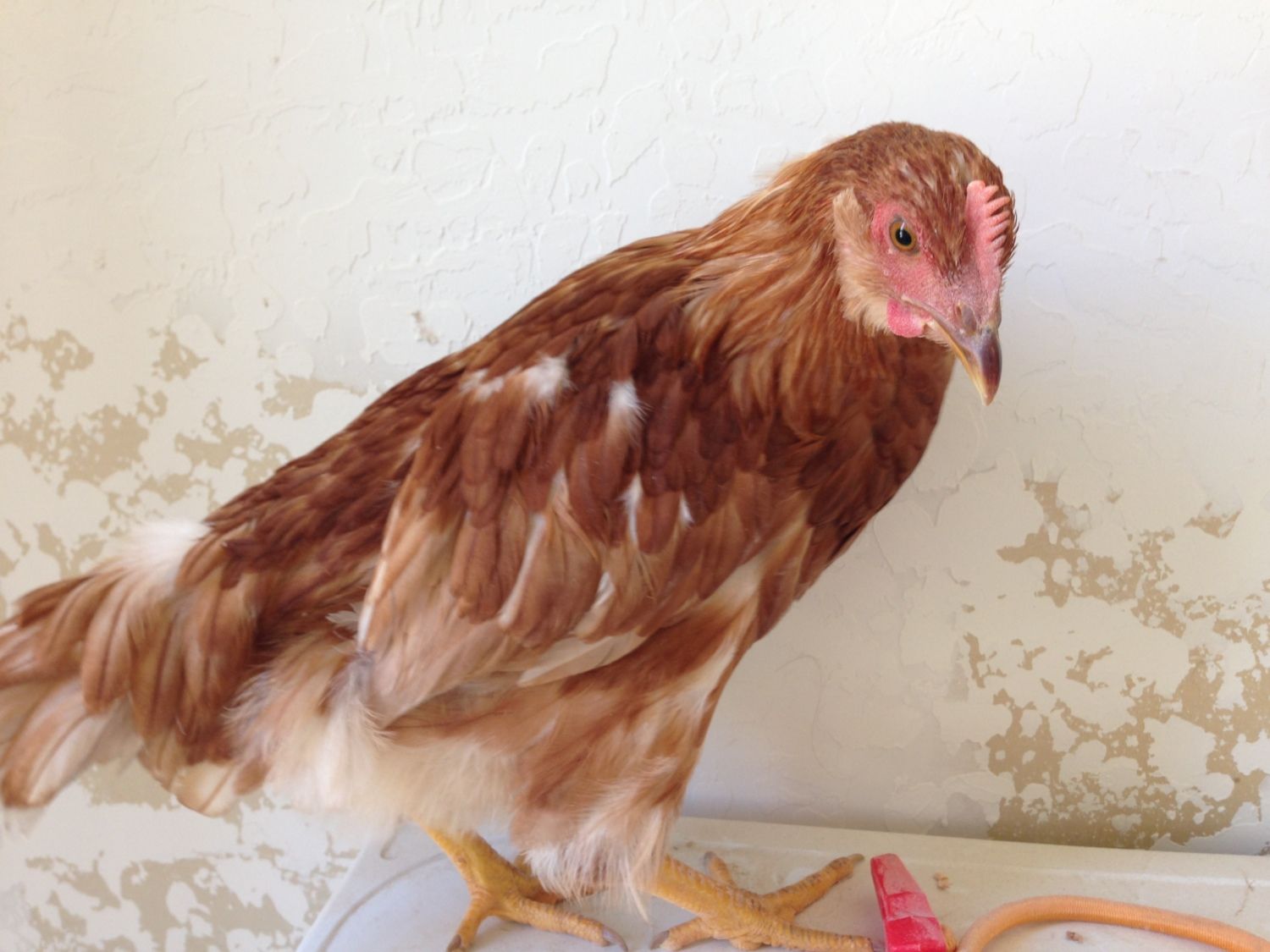 Is my chicken a rooster? BackYard Chickens Learn How to Raise Chickens