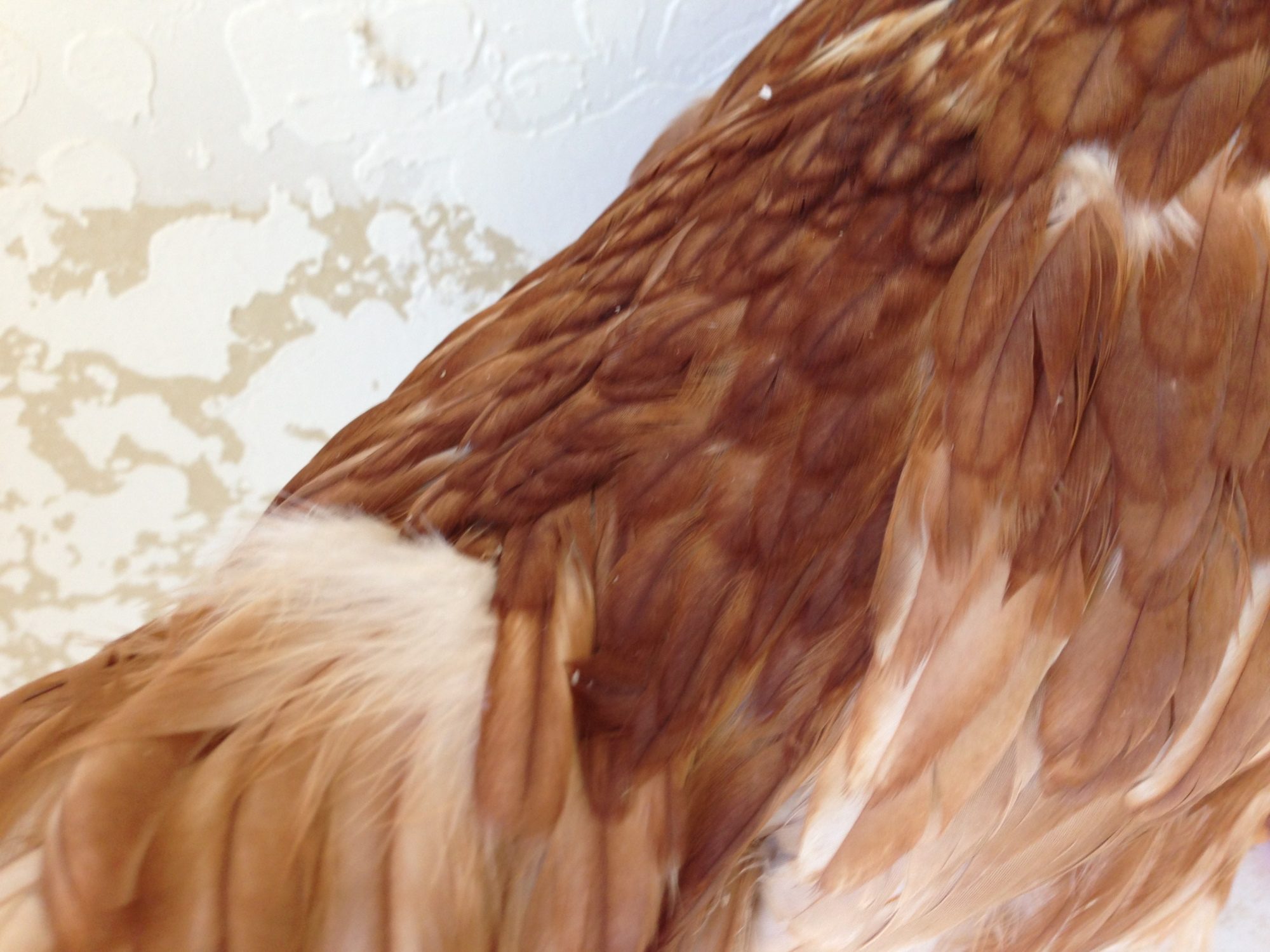 Is my chicken a rooster? BackYard Chickens Learn How to Raise Chickens