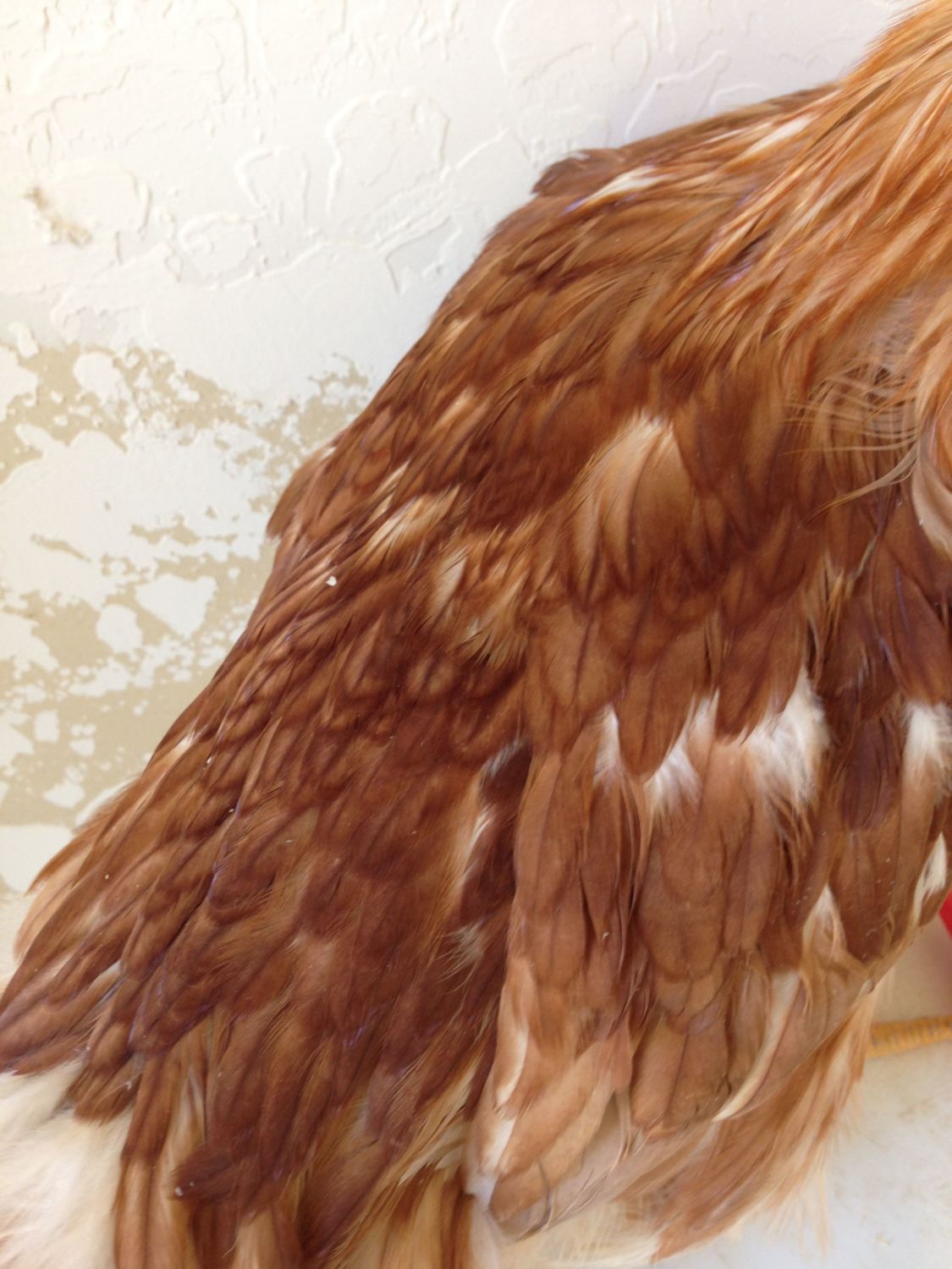 Is my chicken a rooster? BackYard Chickens Learn How to Raise Chickens