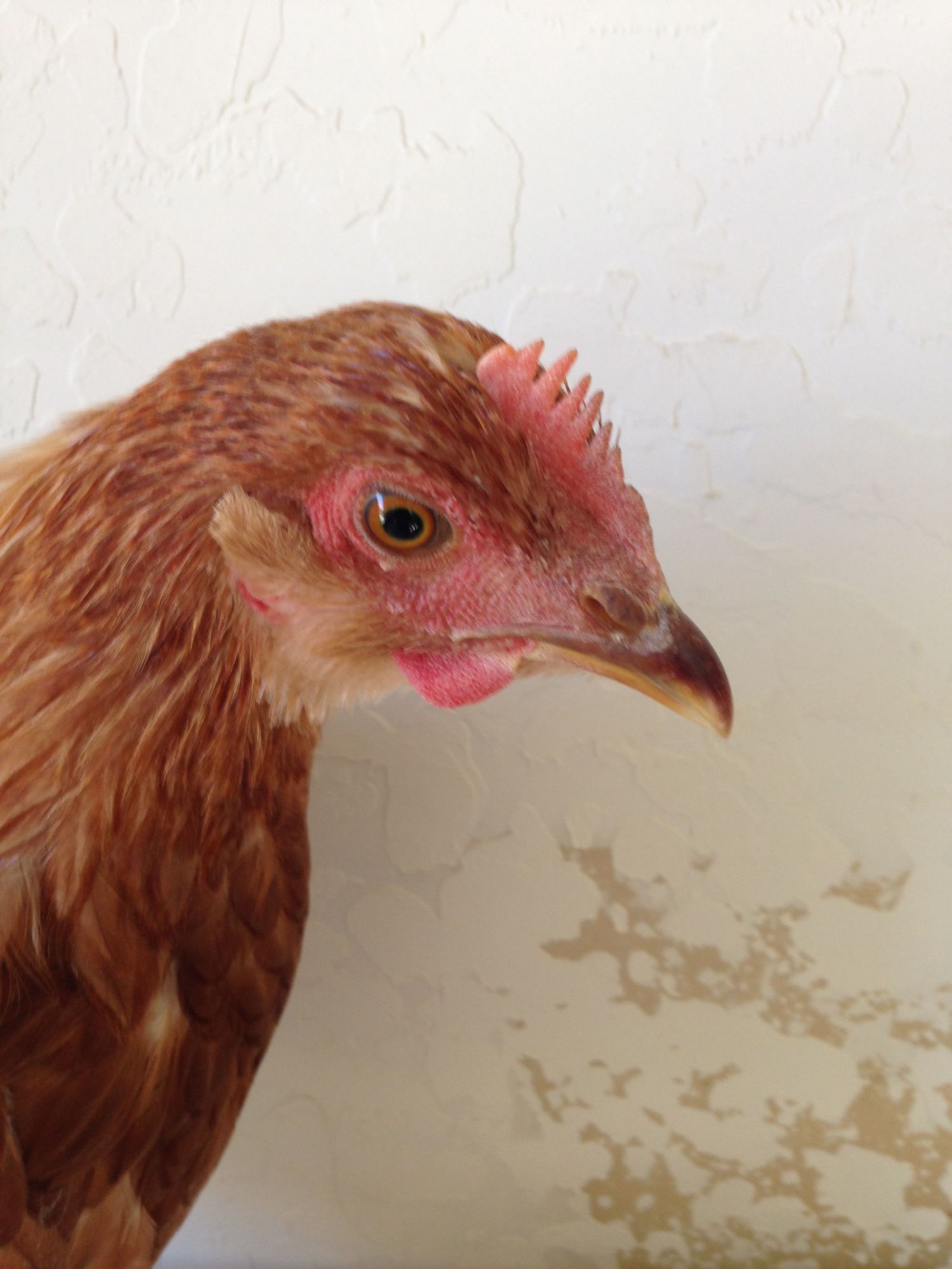 Is my chicken a rooster? BackYard Chickens Learn How to Raise Chickens