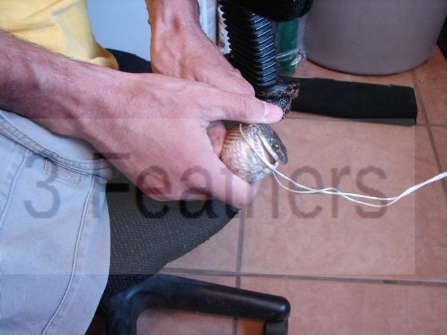 Do Snakes Eat Golf Balls Yes With Pictures Backyard Chickens