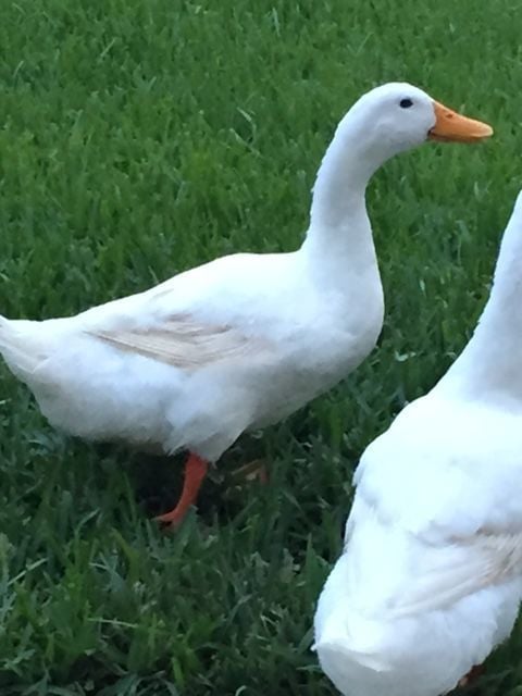 American Pekin duck- Rashes | BackYard Chickens - Learn ...