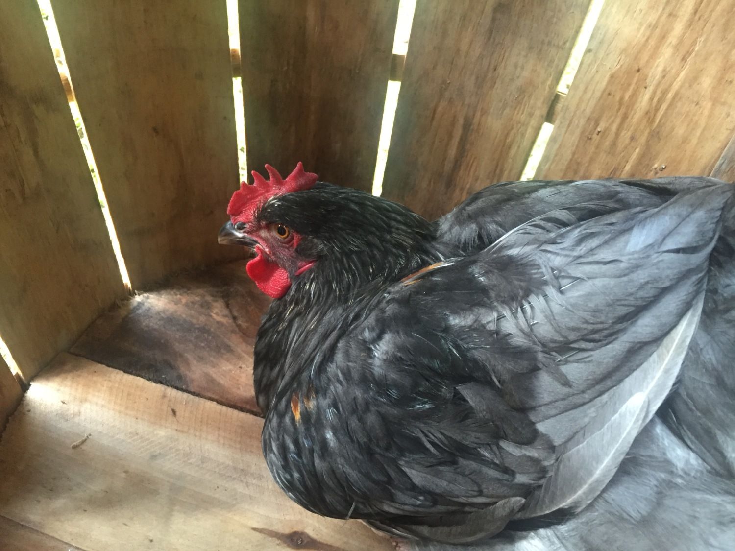 Two Broody Hens Together Page 3 BackYard Chickens Learn How to