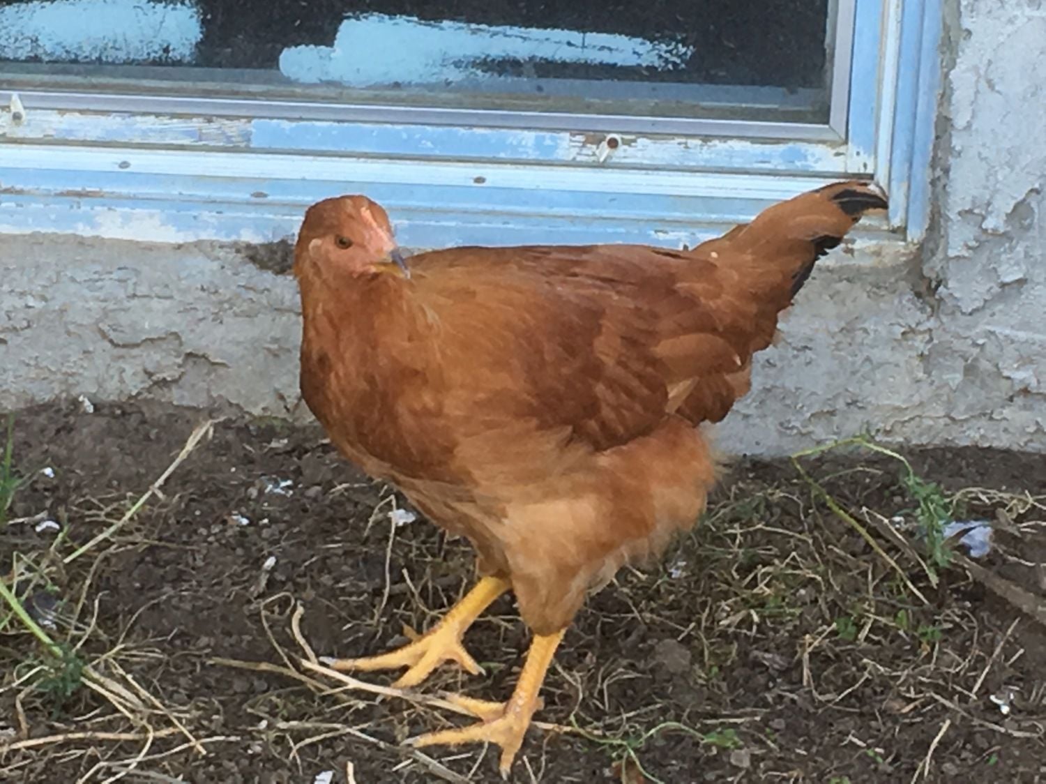 Red Sussex cross or Rhode Island Red? BackYard Chickens Learn How