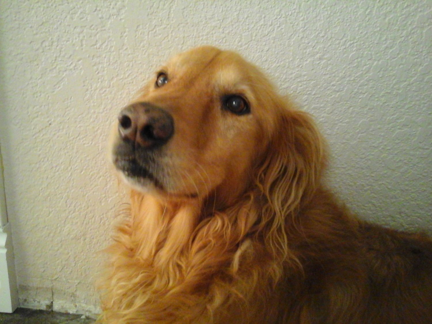 Golden Retriever Thread Backyard Chickens Learn How To Raise Chickens