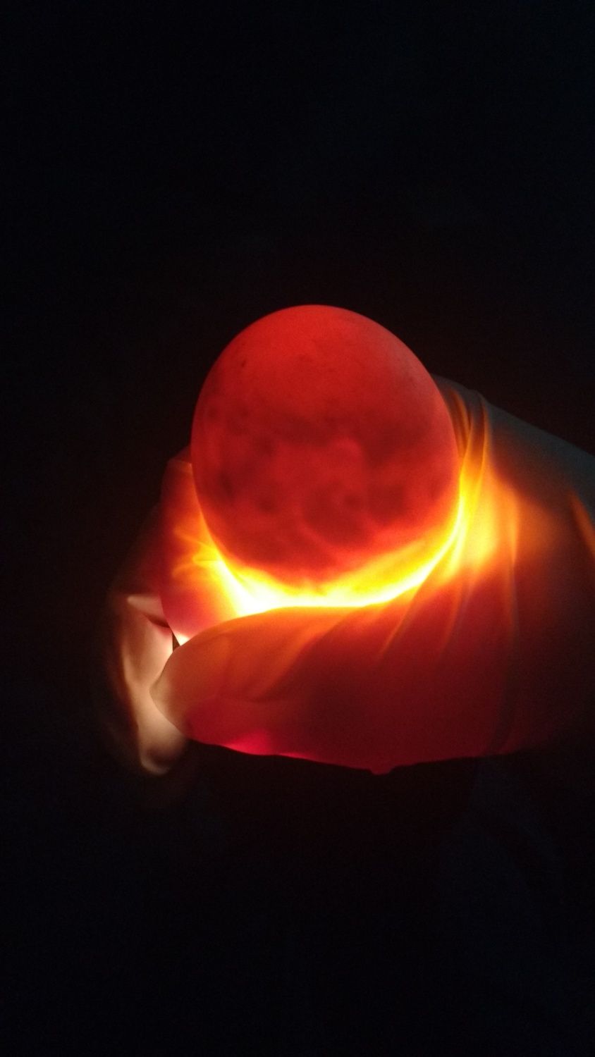 Candling Duck Eggs Help Backyard Chickens Learn How To Raise Chickens