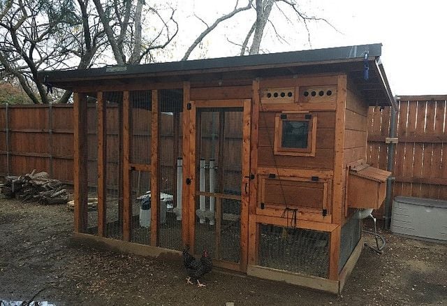 When to move to the big house BackYard Chickens