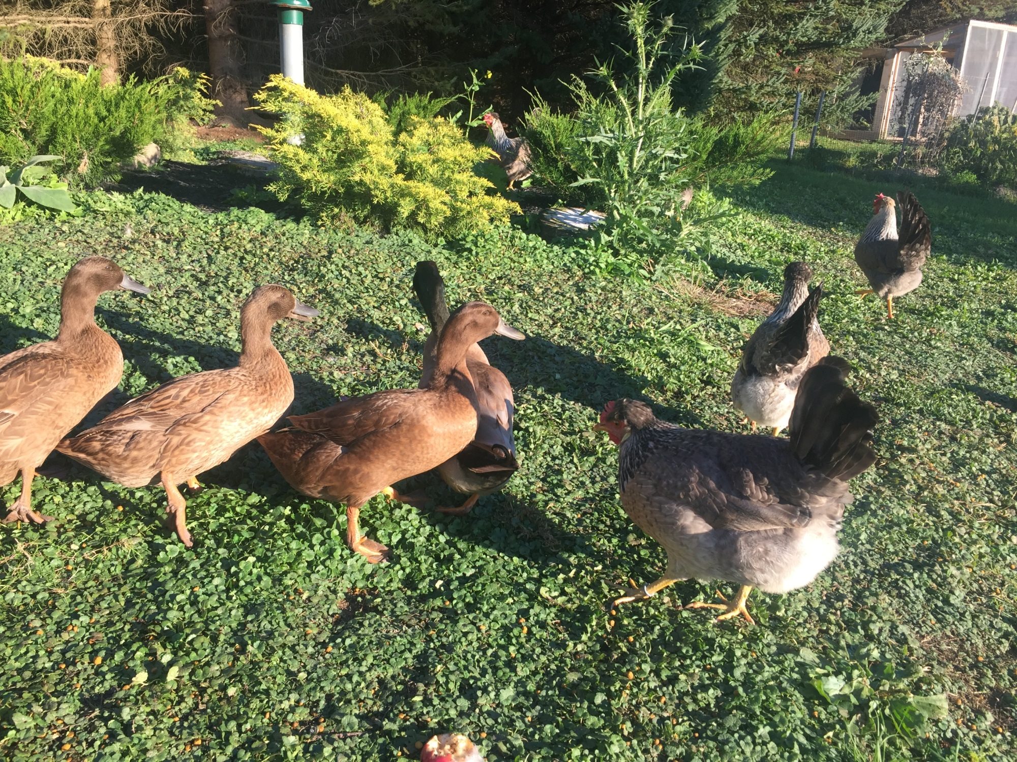 Chickens and wild mallards | BackYard Chickens - Learn How to Raise