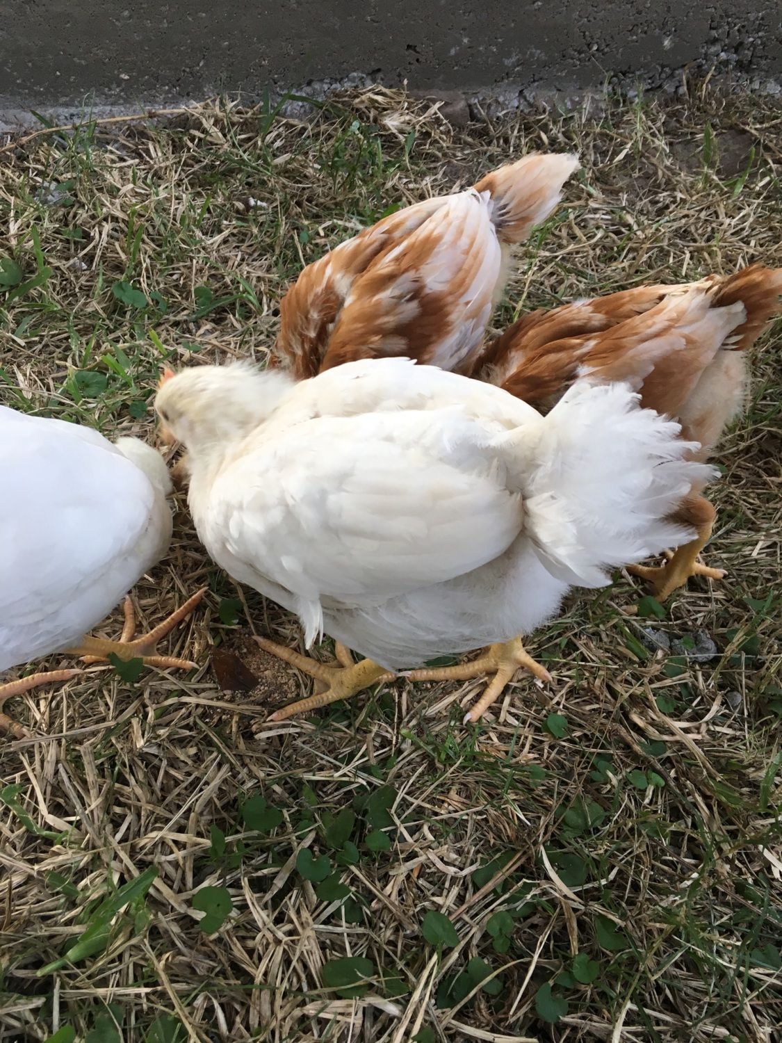 6 week old White Leghorns. Pullet or Rooster? BackYard Chickens Learn How to Raise Chickens