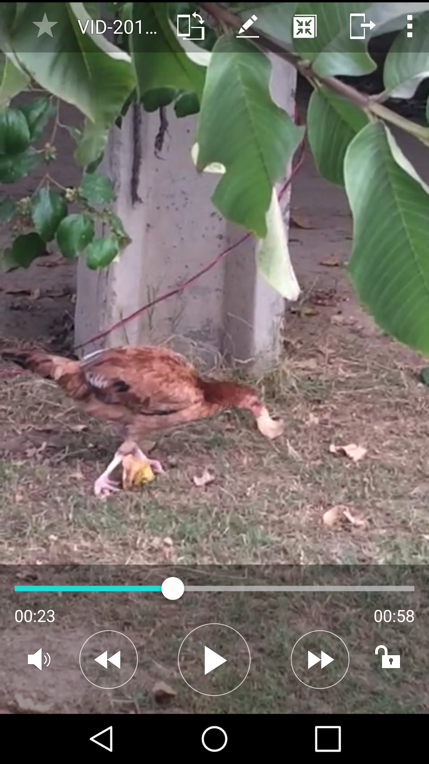 INJURED CHICKEN LEG BackYard Chickens