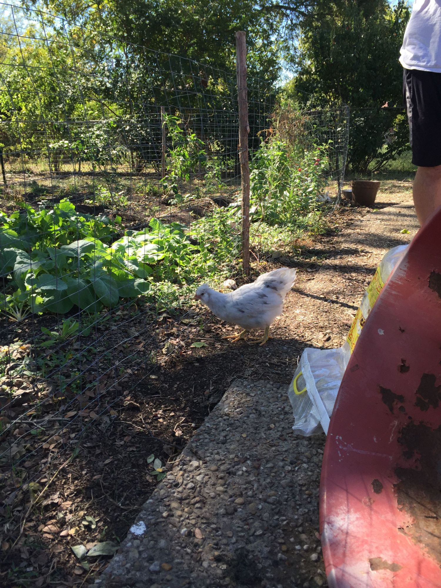 Ameri-Flower | BackYard Chickens - Learn How to Raise Chickens