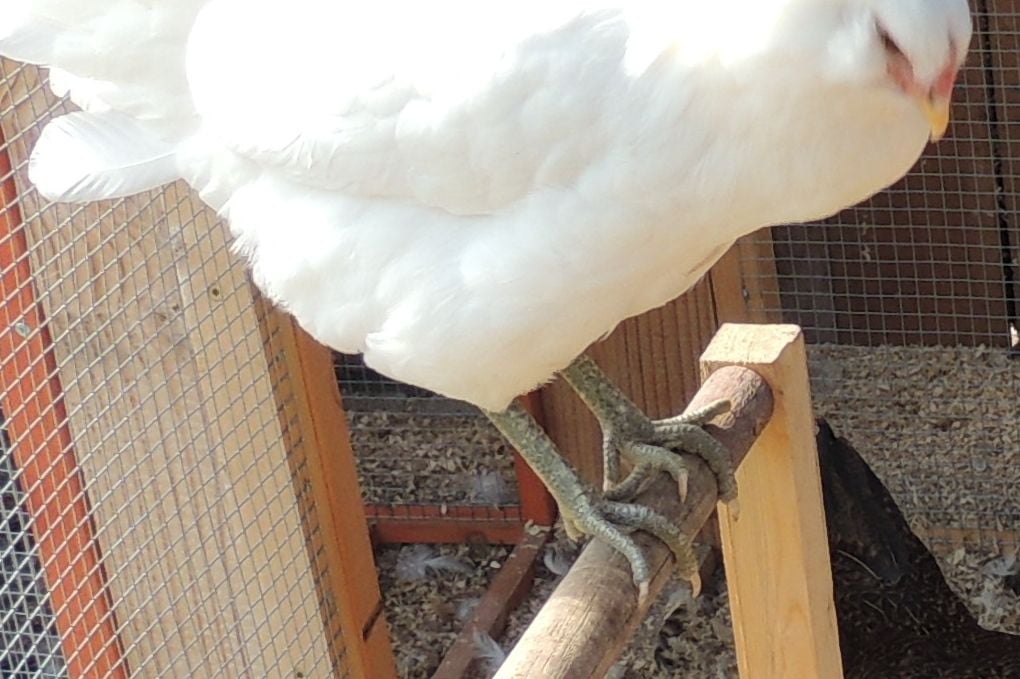 What Breed is our Green Legged White Chicken  BackYard Chickens - Learn  How to Raise Chickens