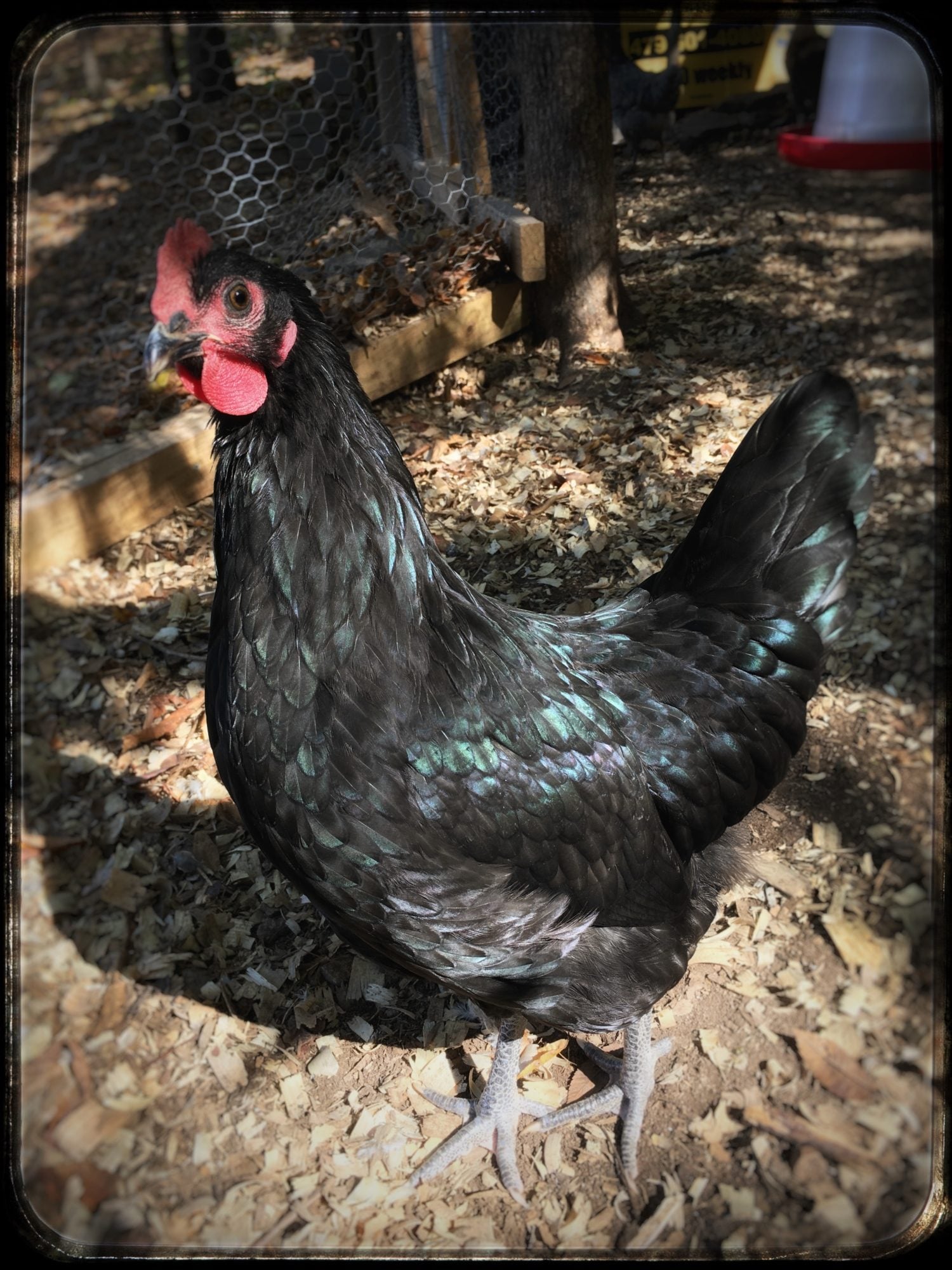 Australorp Black Blue & Splash! POST PICS PLEASE!!! Page 6 BackYard