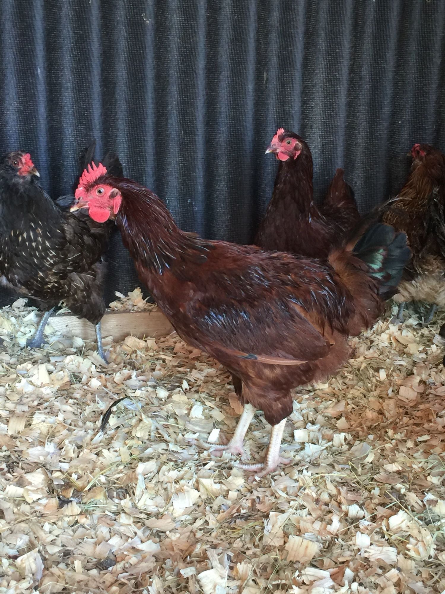 It's a..boy!? (Rhode Island Red & Black Australorp) BackYard