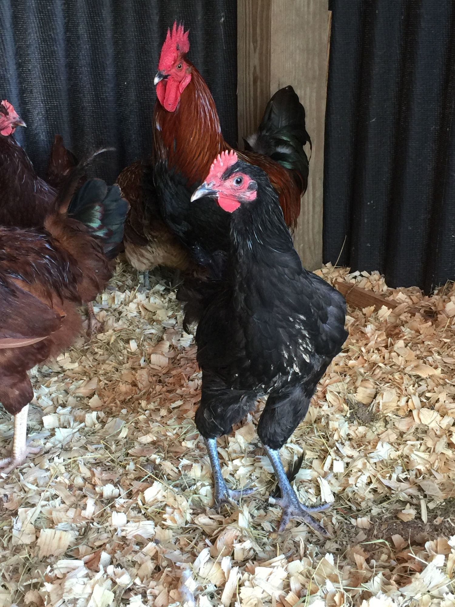 It's a..boy!? (Rhode Island Red & Black Australorp) BackYard