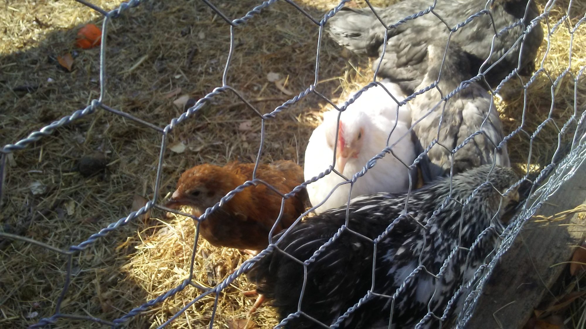 Grit for chickens? BackYard Chickens Learn How to Raise Chickens