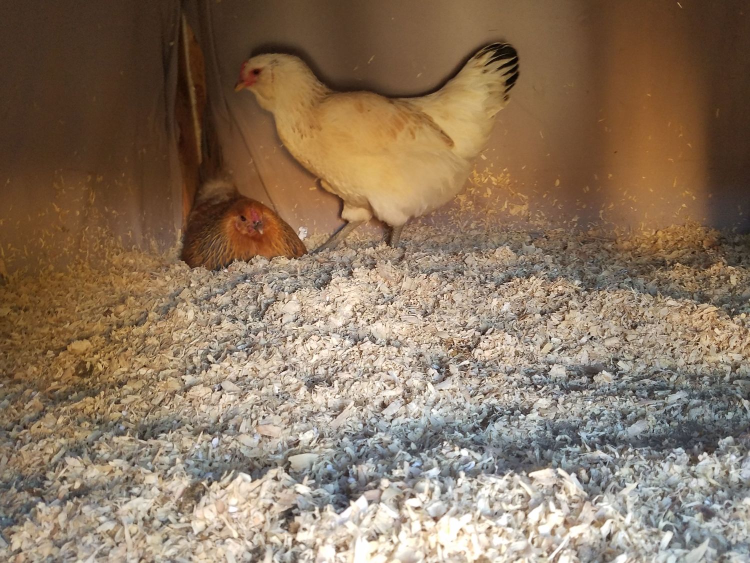 Chickens are still loud BackYard Chickens Learn How to Raise Chickens