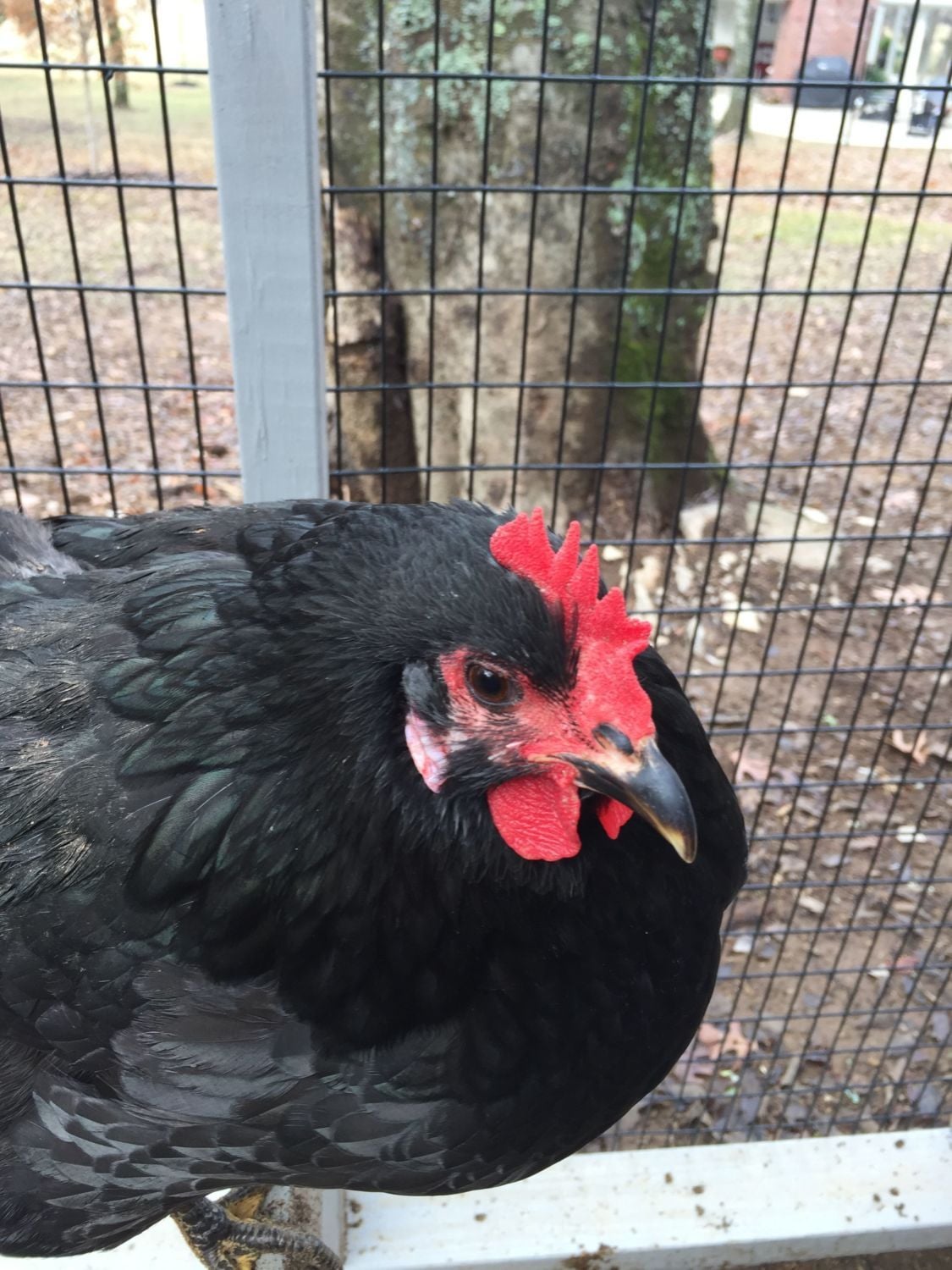 Should I start antibiotics?? BackYard Chickens Learn How to Raise