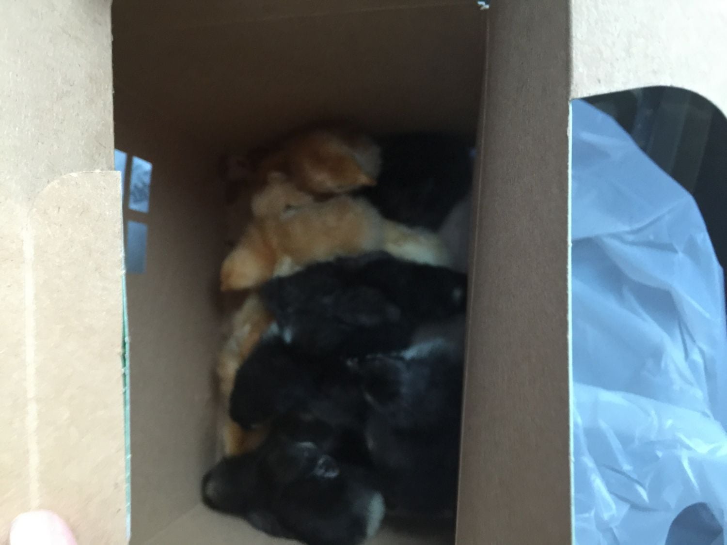 Rural king baby chicks Page 3 BackYard Chickens Learn How to