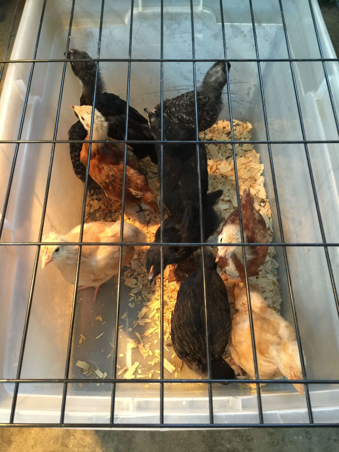 Rural king baby chicks Page 3 BackYard Chickens Learn How to