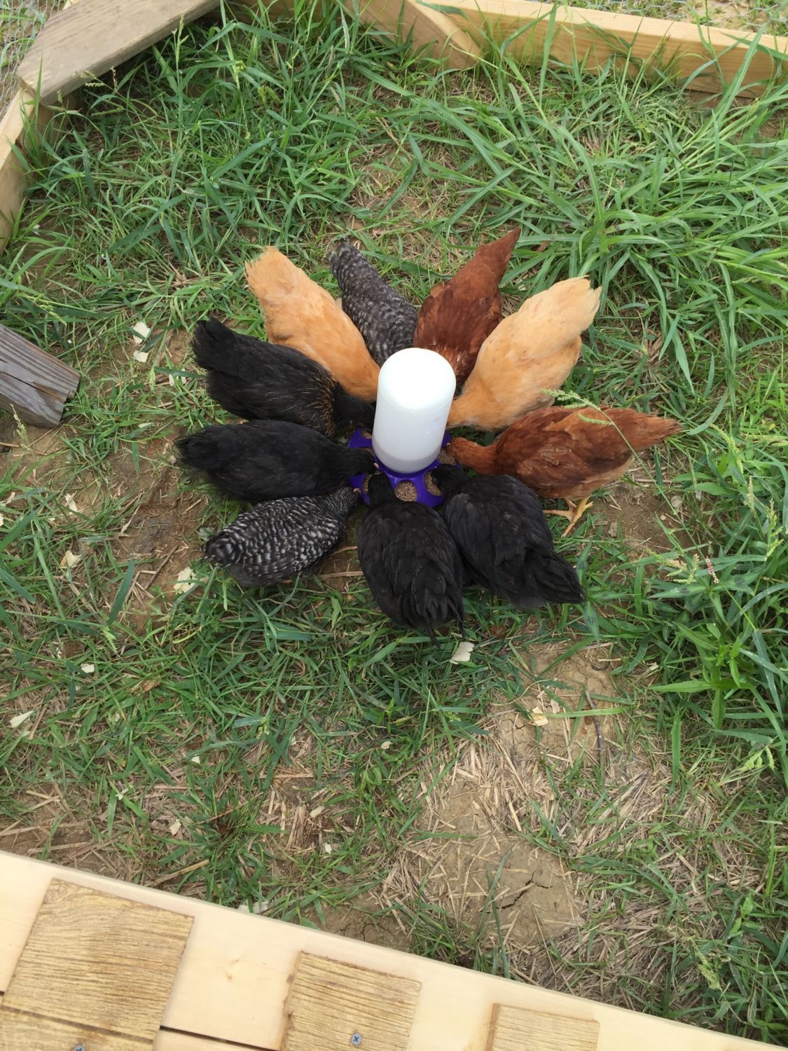 Rural king baby chicks Page 3 BackYard Chickens Learn How to