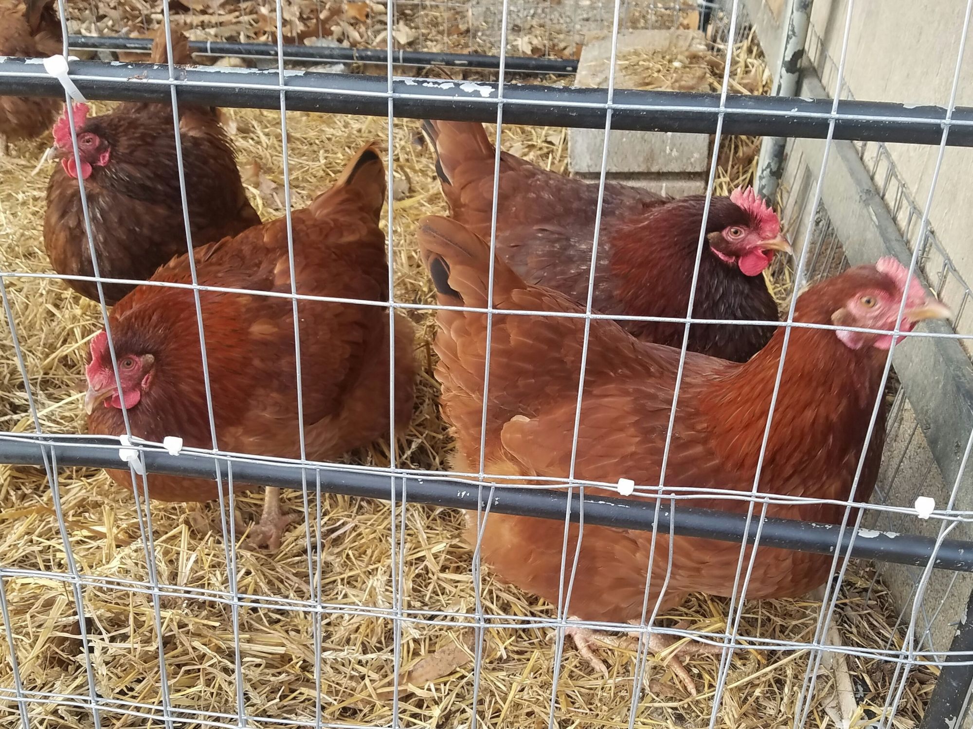 Rural king baby chicks Page 3 BackYard Chickens Learn How to