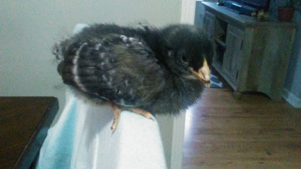 Rural king baby chicks Page 3 BackYard Chickens Learn How to