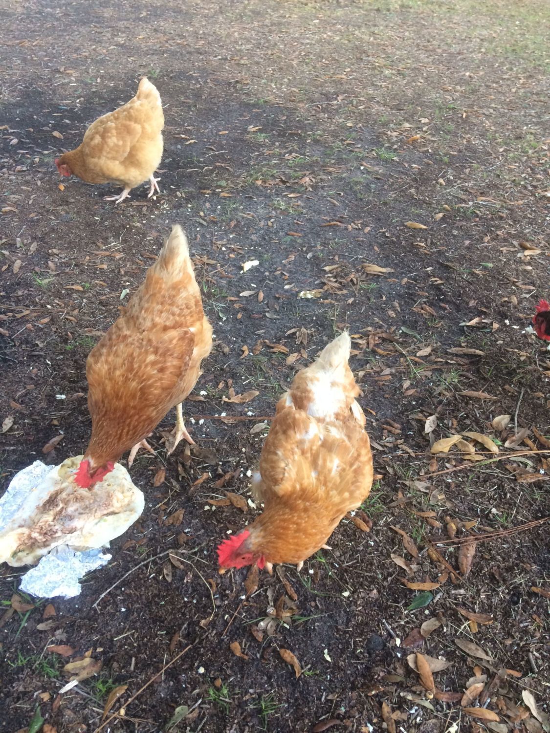 Please help! My pet chickens are dying! BackYard Chickens Learn How