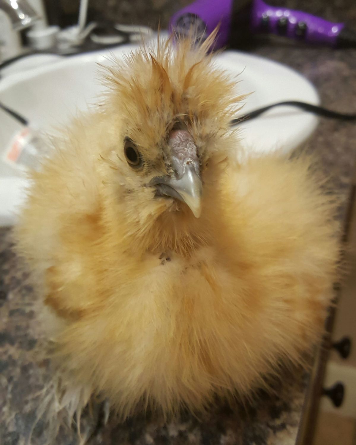 6 Week Old Silkie Hen or Rooster? | BackYard Chickens ...