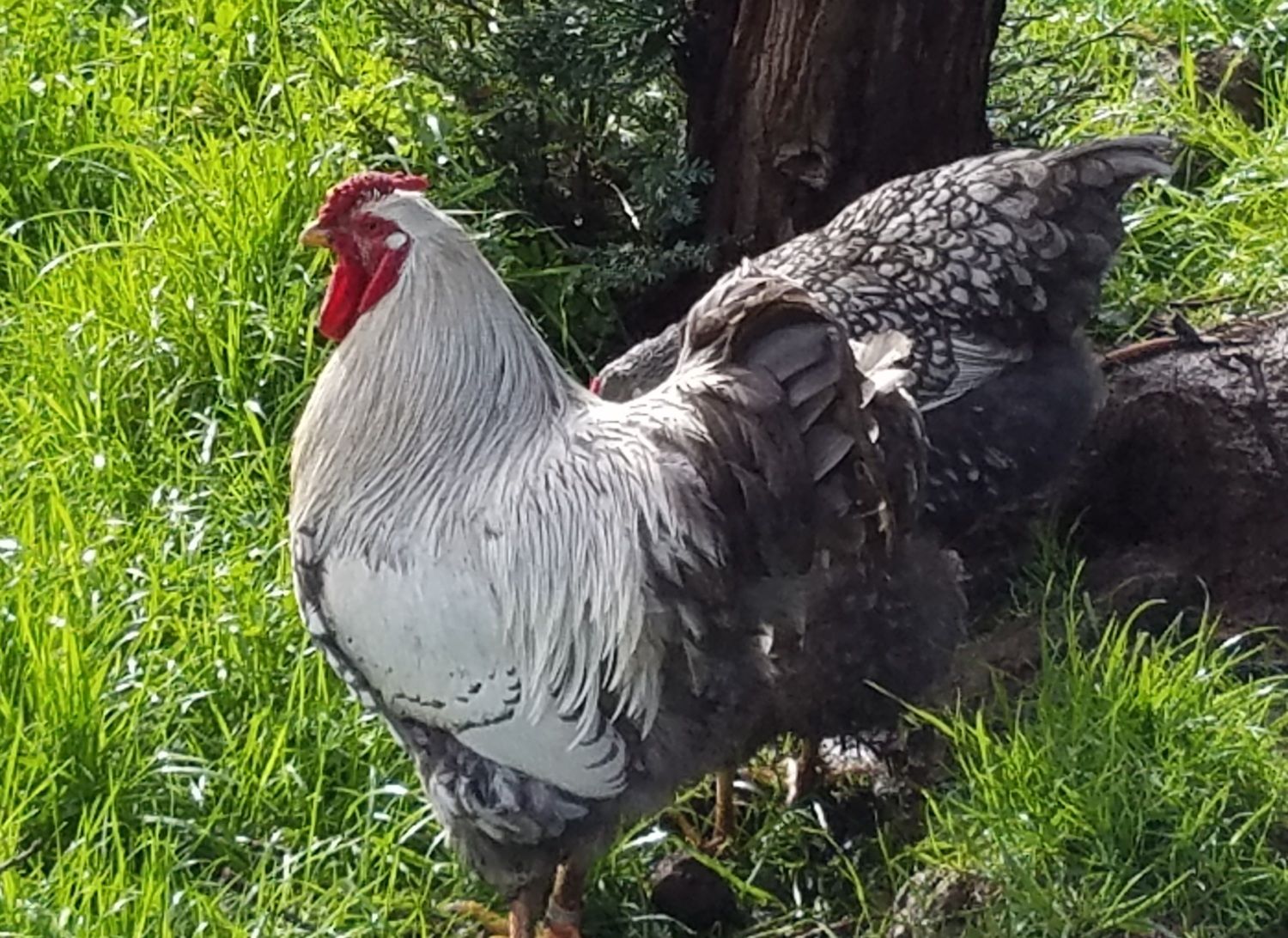 Chickens For Eggs - Chicken Consulting for the Urban Backyard Flock Owner:  References, image size:1500x1092