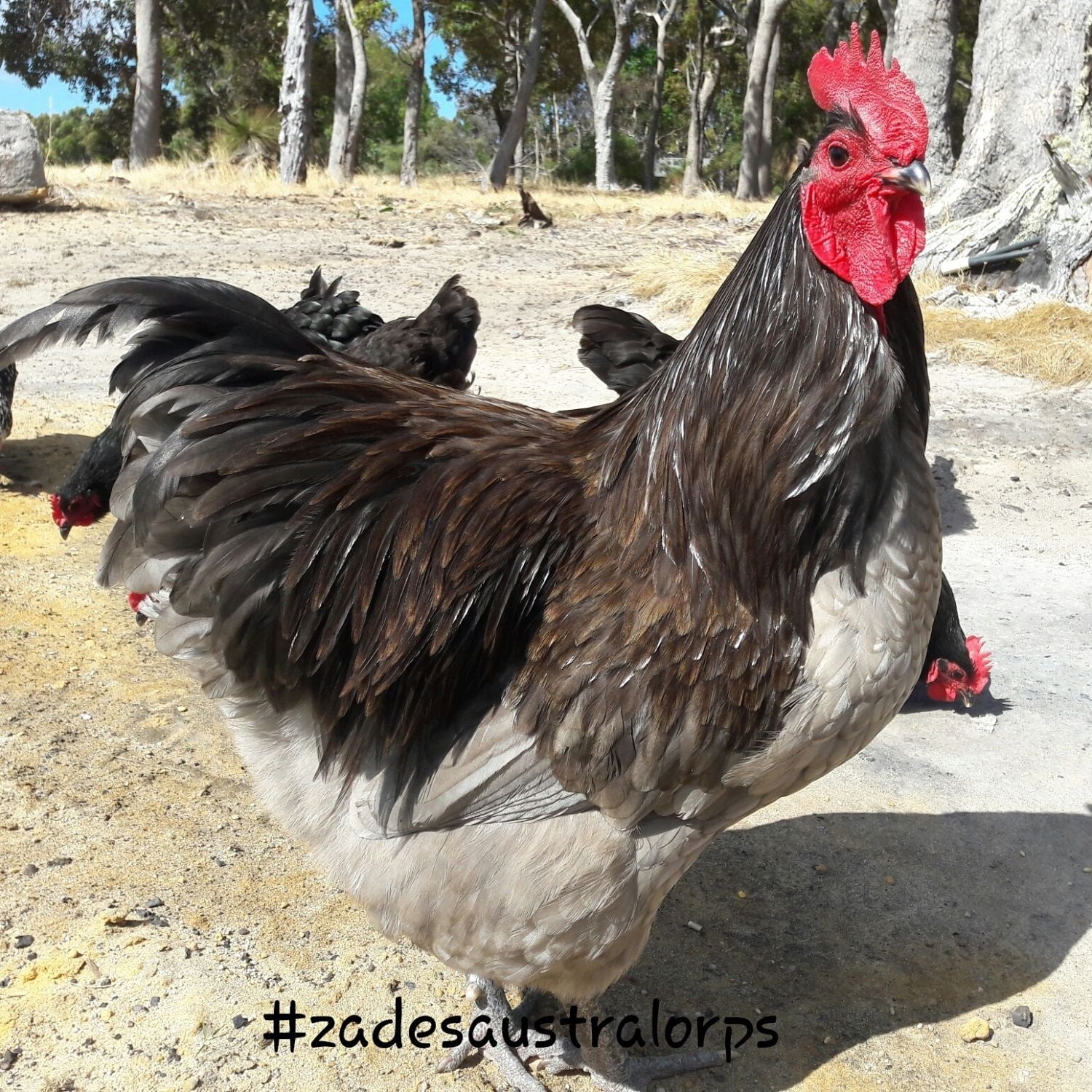 Australorp Black Blue & Splash! POST PICS PLEASE!!! Page 11