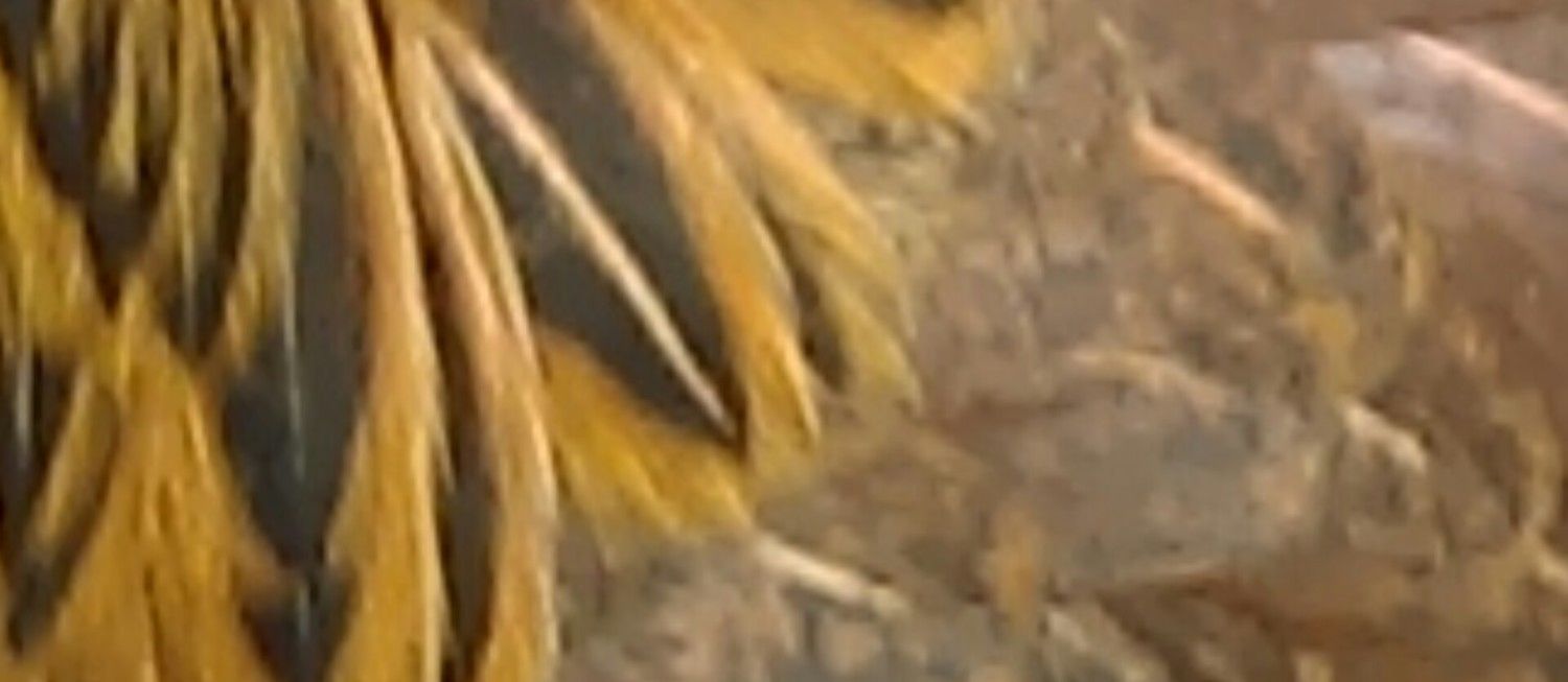 700