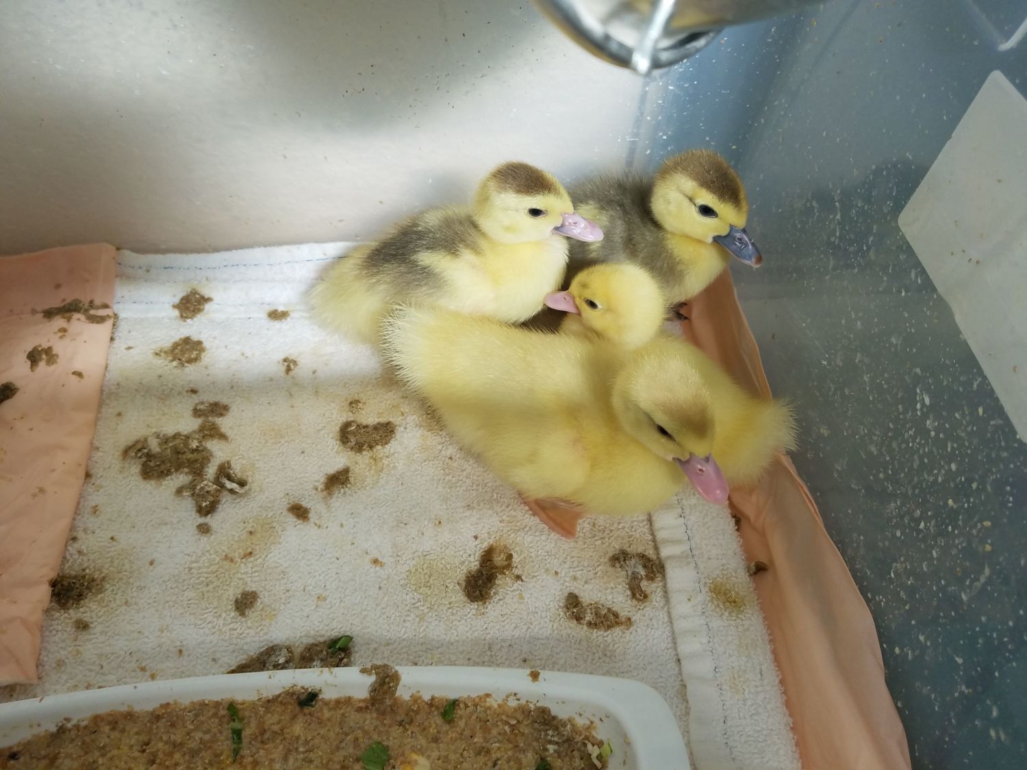 Sexing Muscovy Ducklings 6 Days Old Backyard Chickens Learn How To Raise Chickens