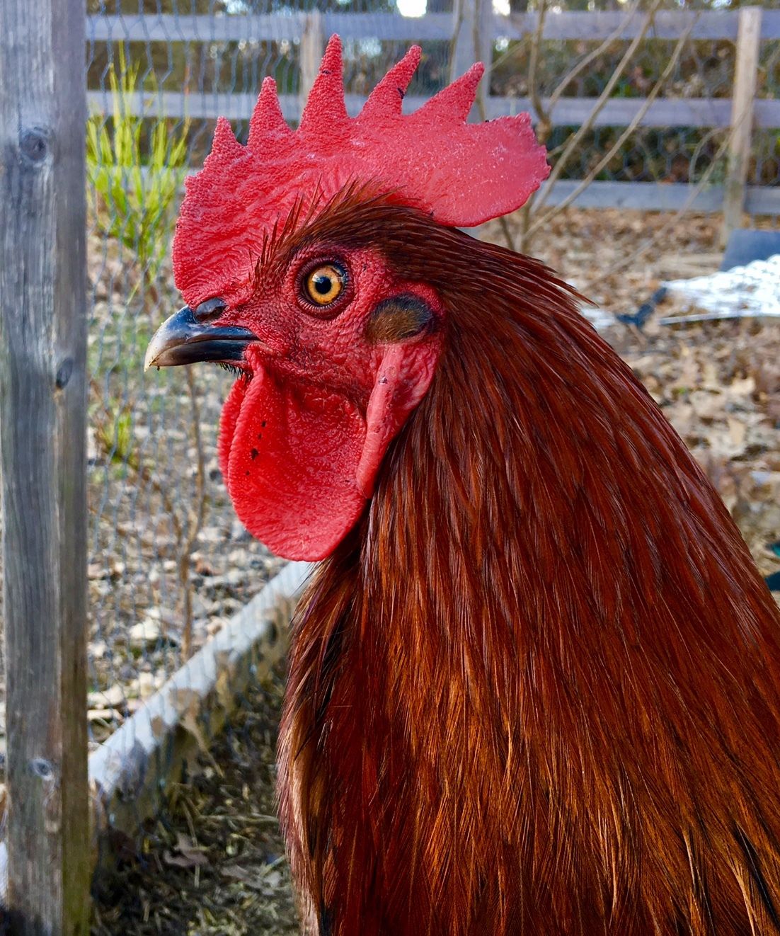 LL