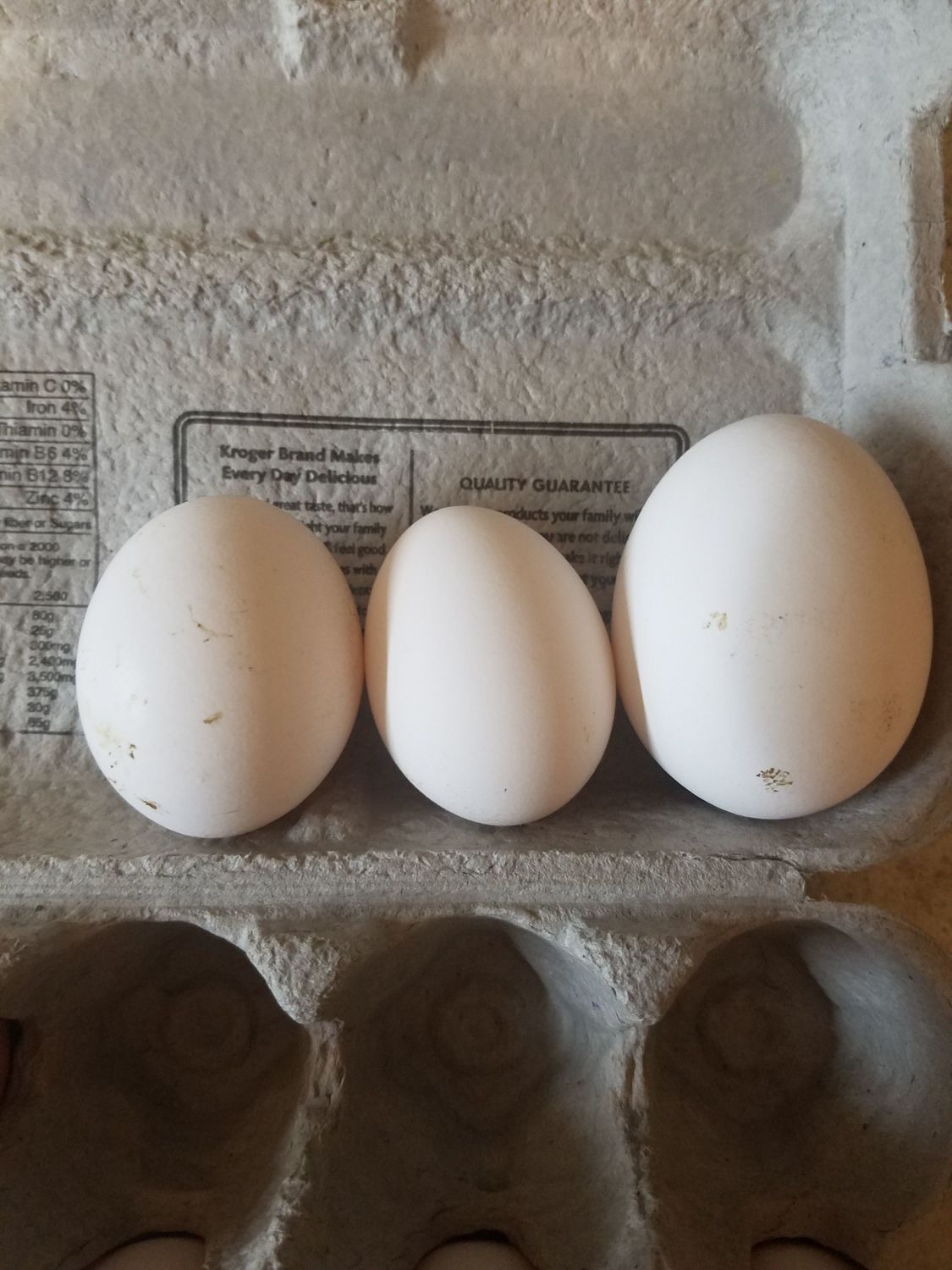 jersey giant egg size