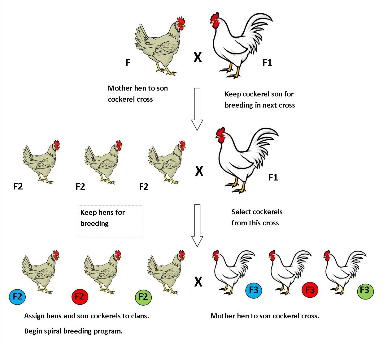 Chickens Mating Process