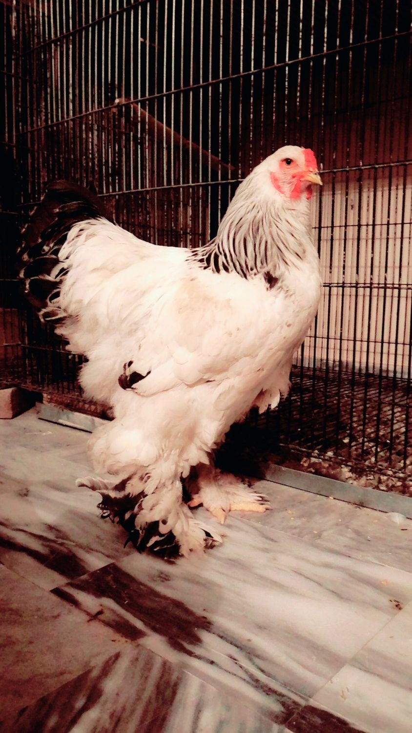 Brahma maturity  BackYard Chickens - Learn How to Raise Chickens