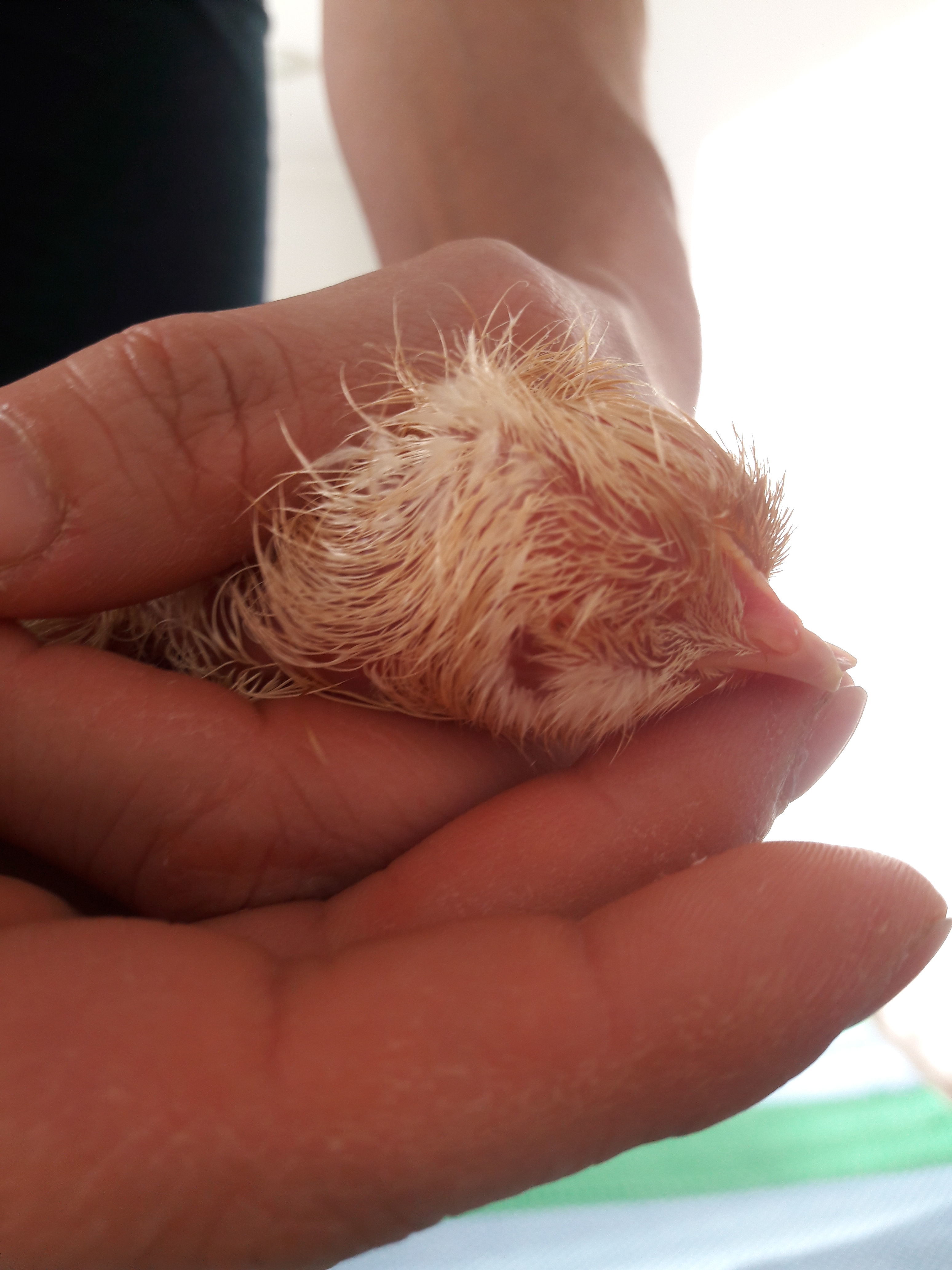 Chick born without one eye and misaligned beak | BackYard Chickens - Learn  How to Raise Chickens