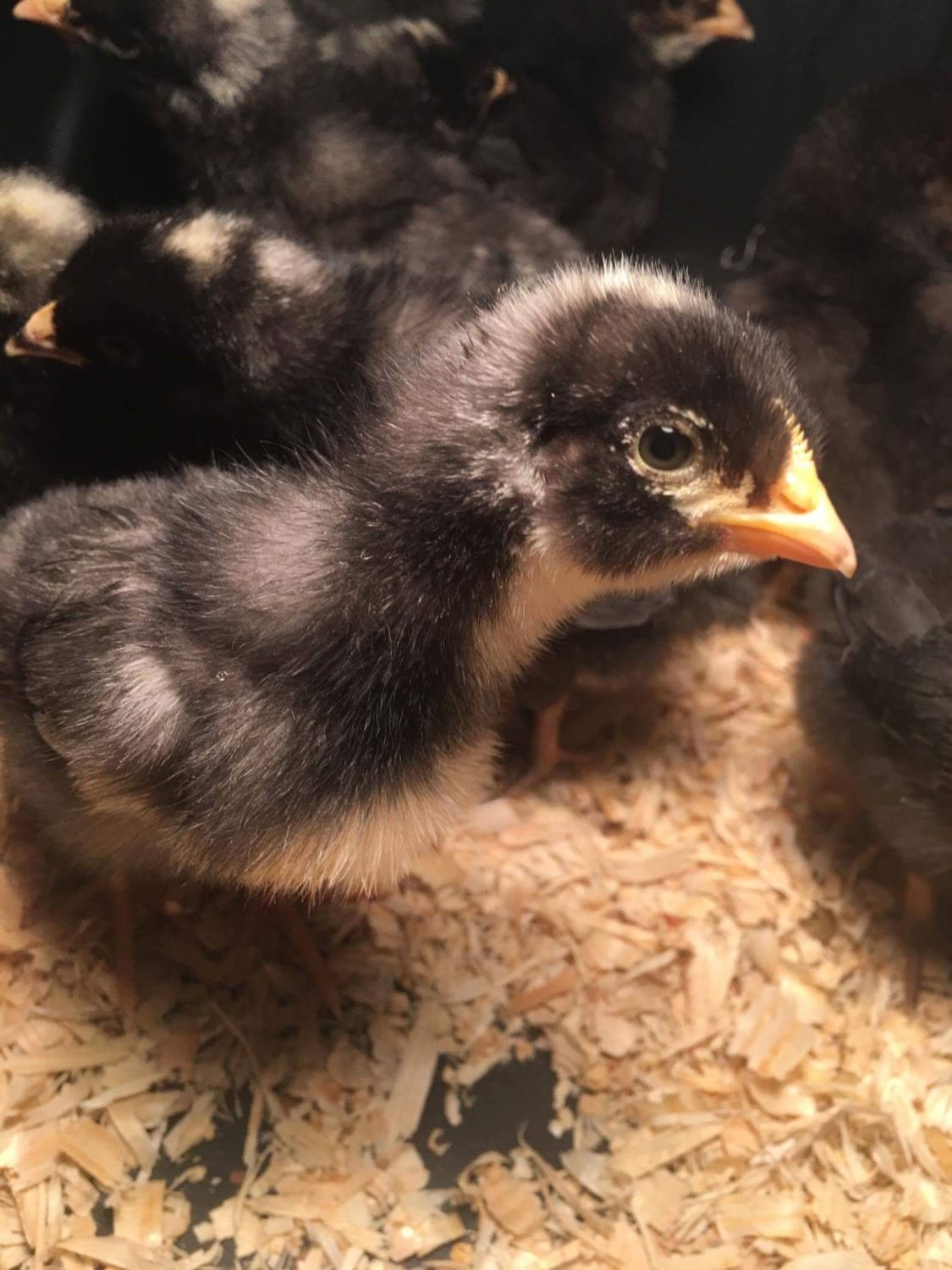 Tractor Supply Asian Chicks Backyard Chickens Learn How To