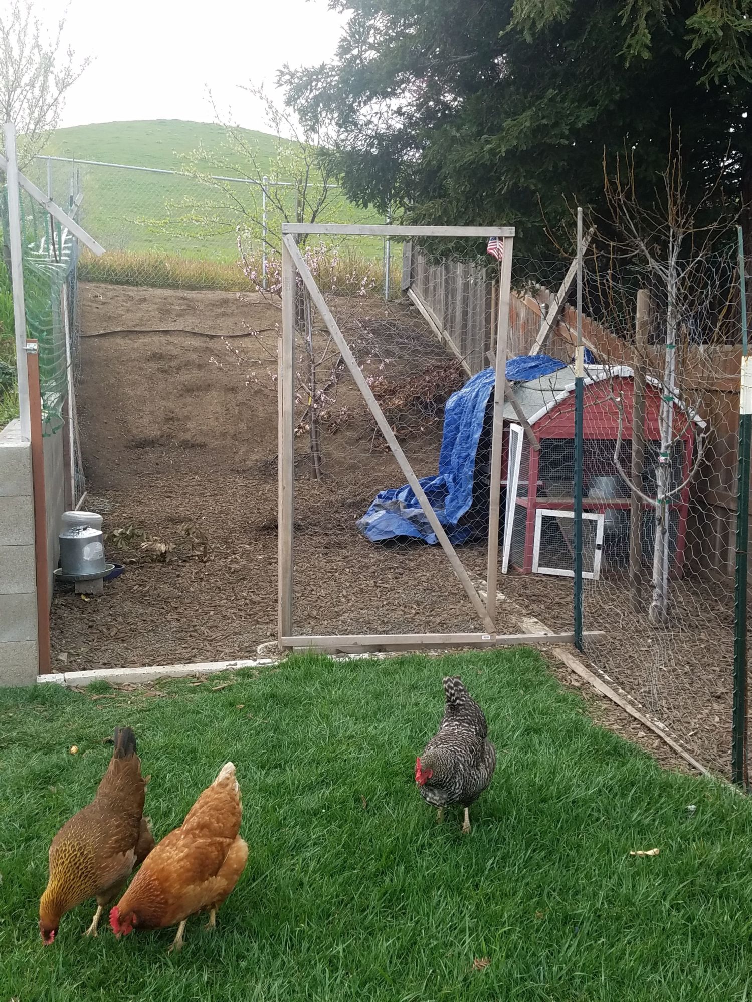 Quick Temporary Chicken Coop Ideas BackYard Chickens