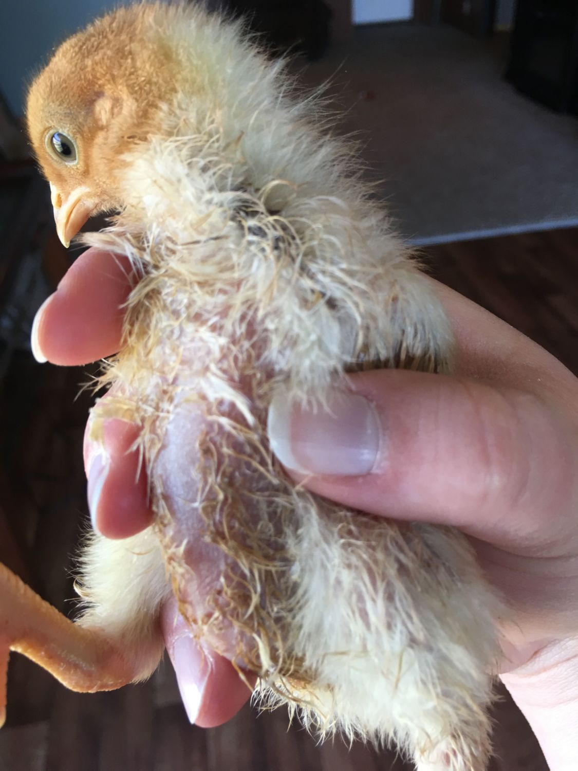 HELP baby chicks sick?!?!? BackYard Chickens Learn How to Raise