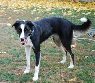 a howl at midnight a forgotten dogs