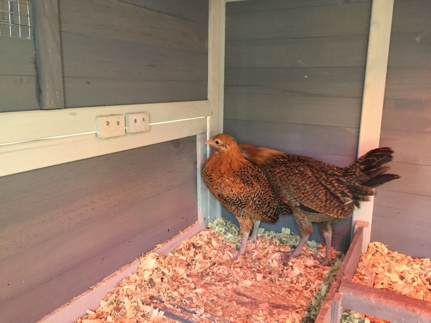 Frisian Gull sexing | BackYard Chickens - Learn How to ...