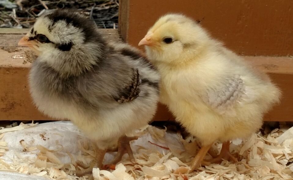 Baby Chicks Eating Pine Shavings Page 2 BackYard Chickens Learn